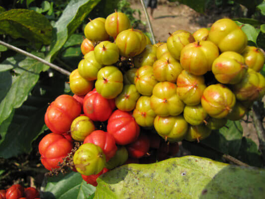 acheter guarana bio acheter guarana bio